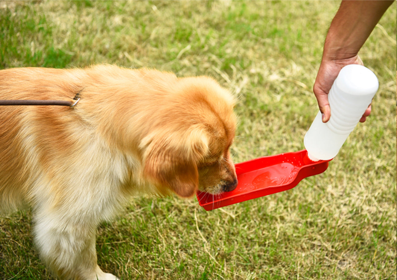Portable Pet Travel Water Bowl and Bottle Feeder